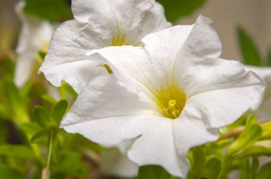 Closeup of white Petunia flower with Stigma pistillum and Anther androecium. Flower in nature.