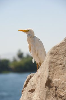 Large cattle egret perched on a rock by a river