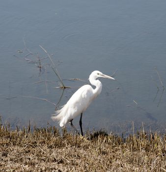 Little egret egretta garzetta stood at the waters edge next to a river