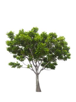 Beautiful green tree isolated on white background.