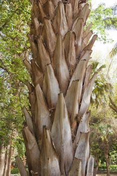 Closeup detail of the trunk of palm tree in a botanical garden