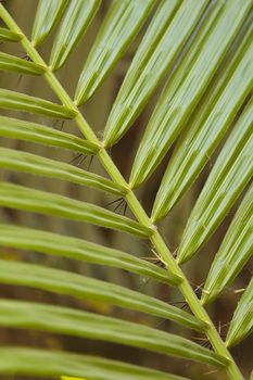 Closeup detail of the leaves on a desert plant in a botanical garden