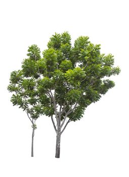 Beautiful green tree isolated on white background.