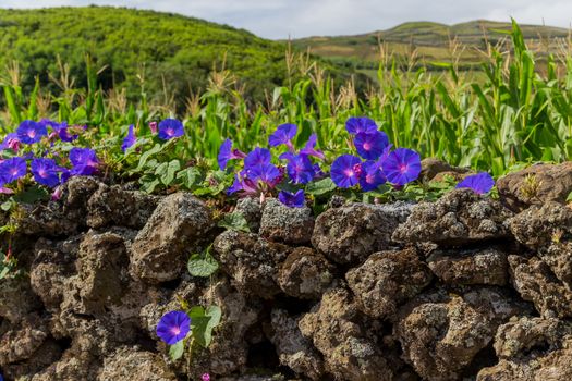 Violet flowers on the island of Graciosa in the Azores. Portugal