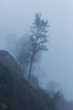 Fog in the forest at the portuguese national park, Geres, Portugal