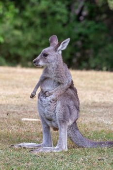 Juvenile kangaroo on a grassy area near bush land in Australia