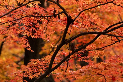 Branches of vibrant reds and orange coloured leaves in the Autumn season