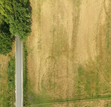 Abstract vertical aerial view of a path at a field with a few trees and bushes in the corner of the picture, copy space