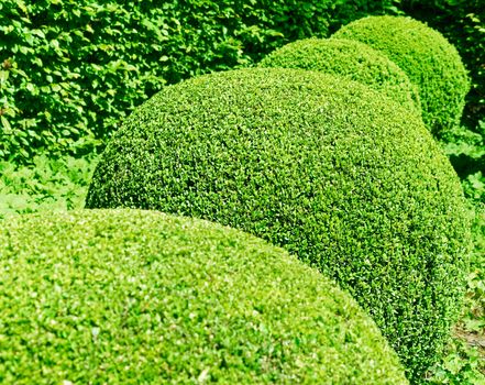 Row of ball-round pruned box trees in a garden, abstract green picture