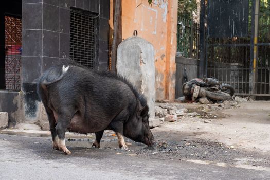 Big boar drinks water from a dirty puddle on a street in New Delhi