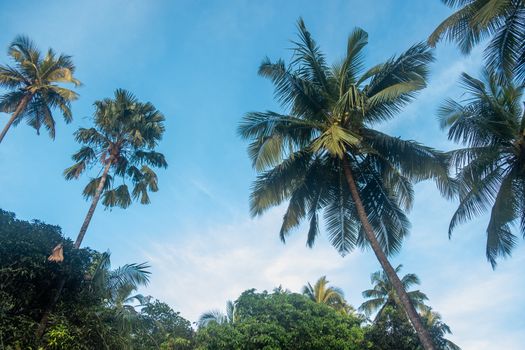 Low Angle View Of Palm Trees Against Clear Blue Sky