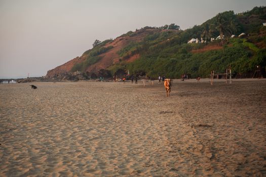 Cow Walking At Beach Against Clear Sky. Goa, India