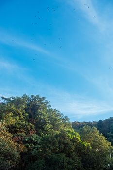Birds circling over the forest in Goa, India