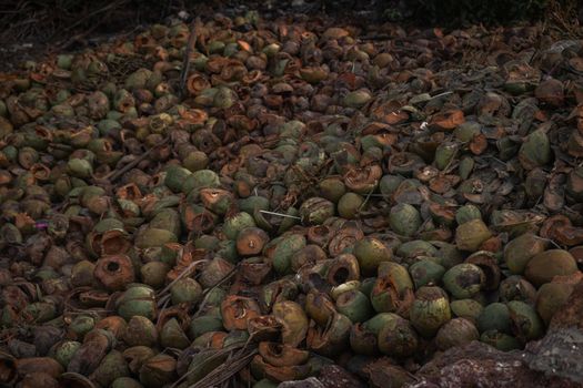 Husks of coconuts, Goa, India