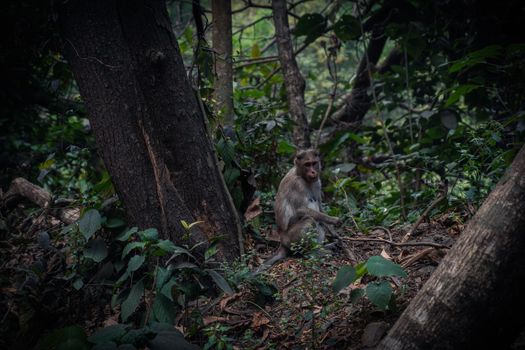 Monkey Sitting On the Ground In Forest