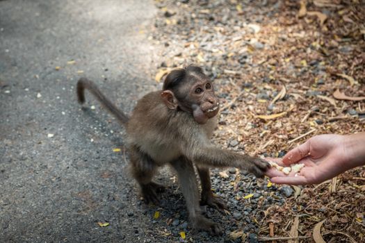 Ladies giving the food to the monkey in the jungle on the road. India, Goa. Body part