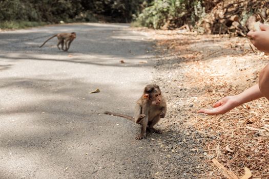 Ladies giving the food to the monkey in the jungle on the road. India, Goa. Body part