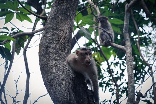 Low Angle View Of Monkey On Branch