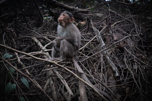 Monkey Sitting On the Ground In Forest