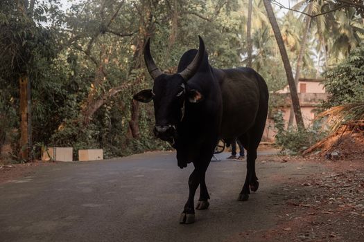Big black cow on the roads of Goa