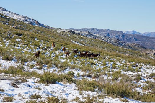 Wild horses pasturing at the mountains in the north of Portugal and Spain. Xures Mountains