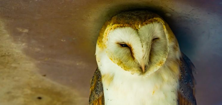 closeup of the face of a common barn owl, bird specie from the Netherlands