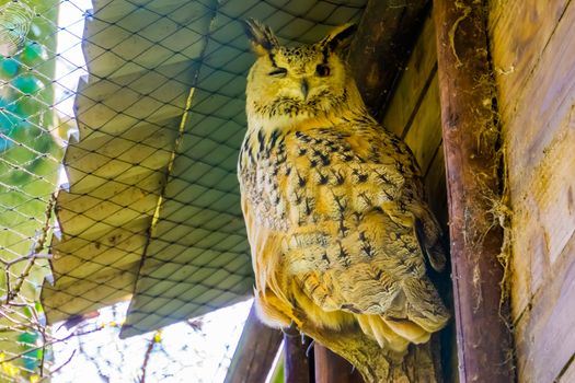 closeup portrait of a siberian eagle owl, popular owl specie from Siberia