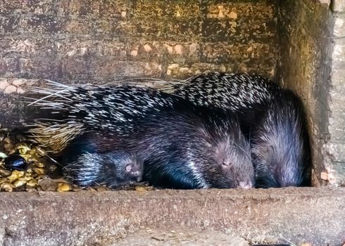 family portrait of a crested porcupine couple with a juvenile, tropical animal specie from Africa