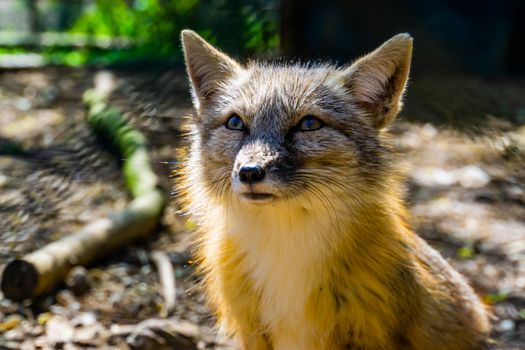 cute corsac fox with its face in closeup, tropical wild dog specie from Asia