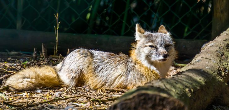 corsac fox sitting on the ground in closeup, tropical wild dog specie from Asia