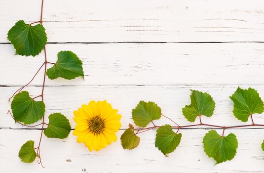 White wooden background with green vine leaves border, yellow flower and copy space