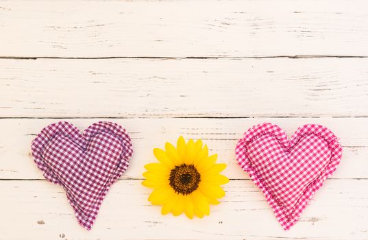 Two hearts with yellow blossom on white wood background and copy space