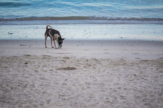 Homeless dogs on the beach