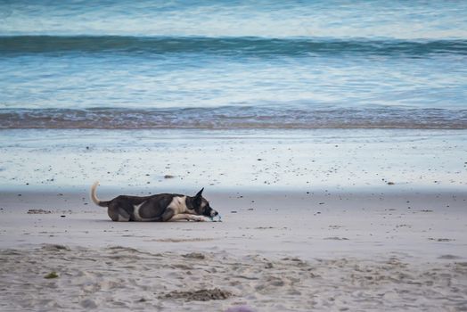 Homeless dogs on the beach