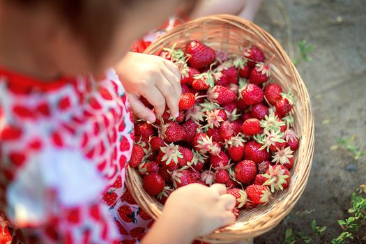 Top view of a little girl with a wicker basket on her knees with strawberries