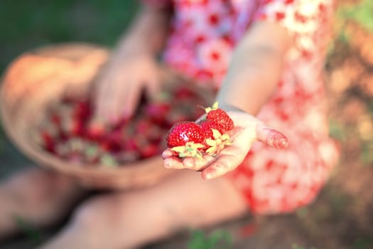 Little girl holds out three strawberries in her hand, focus on berries