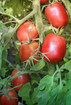 Large ripe tomatoes ripen in the garden among the green leaves. Presents closeup.