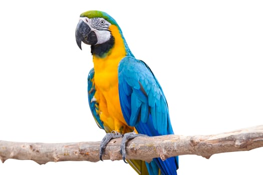 Bird Blue-and-yellow macaw standing on branches isolated white background.