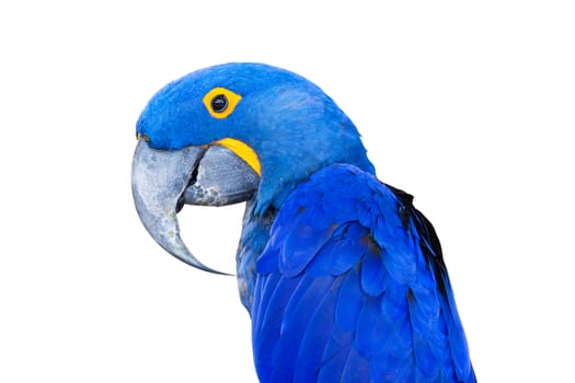 Close-up Bird Blue macaw parrot with isolated white background