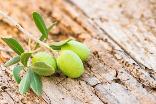 Twig of green olives with leaves, close-up