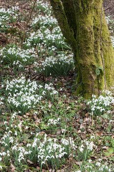Snowdrops (Galanthus) found outdoors in winter springtime