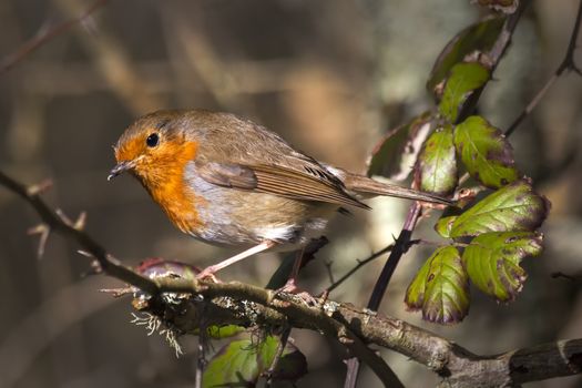 Robin redbreast ( Erithacus rubecula) on a branch of a winter woodland tree