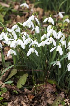 Snowdrops (Galanthus) found outdoors in winter springtime