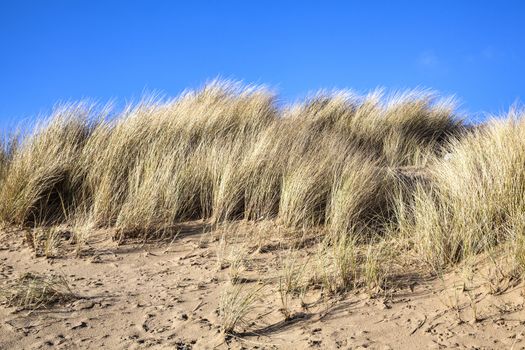 Sand dune at the beach of Burry Port Carmarthenshire Wales UK
