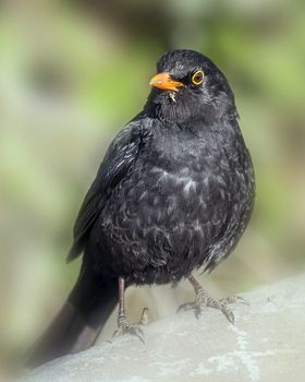 Blackbird (Turdus merula) perched on a rock a common garden songbird bird found in the UK and Europe