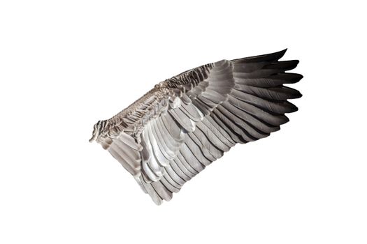 Goose bird wing cut out and isolated on a white background