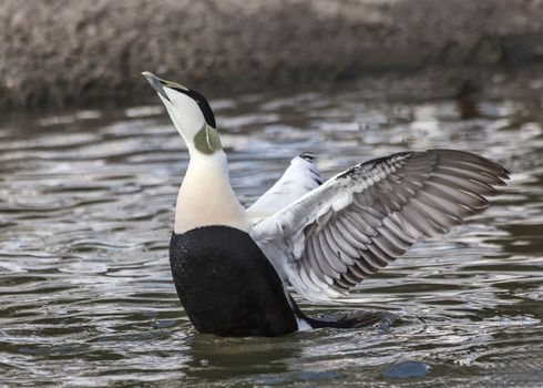 Common Eider Duck ( Somateria mollissima) sea bird which was used to make eiderdown 