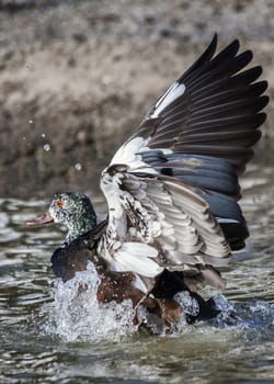 White Winged Wood Duck (asarcornis scutulata) bird with its feather wings outstretched