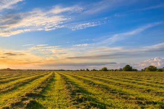 Sunset at cultivated land in the countryside on a summer evening with cloudy sky background. Procurement of food for animals. Combined field. Landscape.