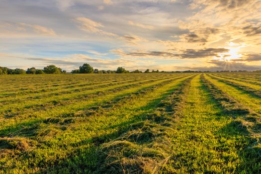 Sunset at cultivated land in the countryside on a summer evening with cloudy sky background. Procurement of food for animals. Combined field. Landscape.